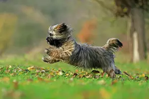 Lhasa: Lhasa Apso running, Germany, Europe