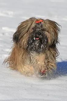 Lhasa: Lhasa Apso running in the snow, Arnsberg, North