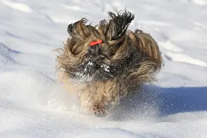 Lhasa: Lhasa Apso running in the snow, Arnsberg, North