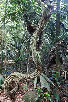 Liana: Liana Creeper - in tropical rainforest