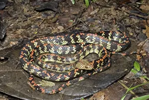 Liana: Liana Snake (Siphlophis cervinus)