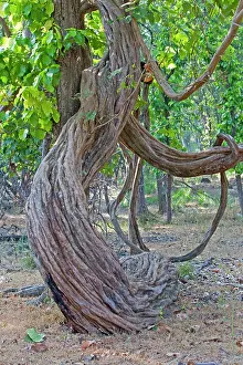 Superba: liana Wine / Woody Vine