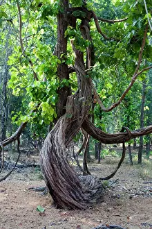 Superba: liana Wine / Woody Vine