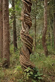 Liana: Liana wrapped around tree