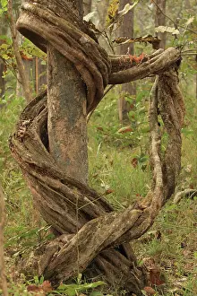 Liana: Liana wrapped around tree