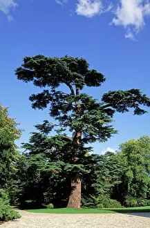 Libani: Libani Cedar - In a park