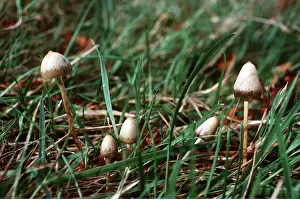 Toadstool: LIBERTY CAP FUNGI