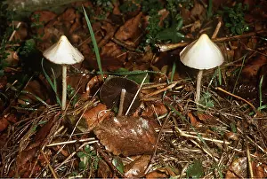 Toadstool: Liberty Cap Fungi