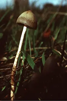 Toadstool: LIBERTY CAP FUNGI - Hallucinogenic