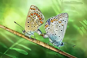 Rhopalocera: two licenides mating, Luzzara, Reggio Emilia, Italy