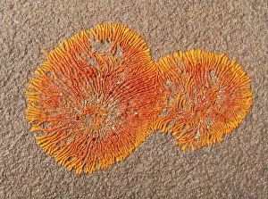 Namibensis: Lichen