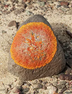 Namibensis: Lichen
