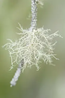 Epiphyte: Lichen