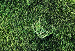 Unexplained: Lichen