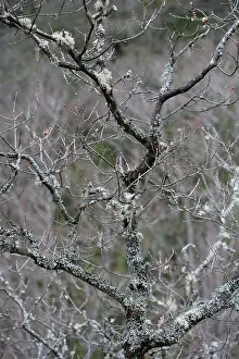 Crazy: Lichen