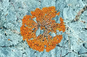 Kongsfjorden: Lichen