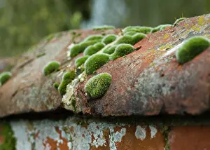 Repetition: Lichen