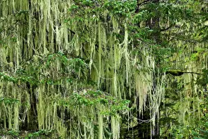 Primeval: Lichen (Alectoria sarmentosa) in temperate rainf