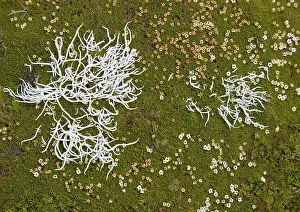 Obelisk: Lichen etc in alpine vegetation in The Obelisk