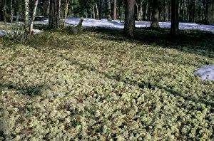 Cladonia: Lichen - carpeted forest-floor near river Taz