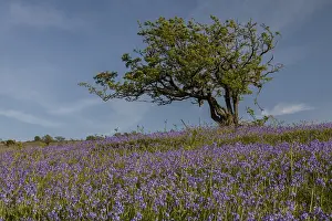 Scilla: Lichen-covered old hawthorn in dense bluebell sward