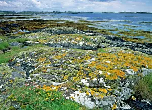 Connemara: Lichen covered rocks and seashore at Aillebrock