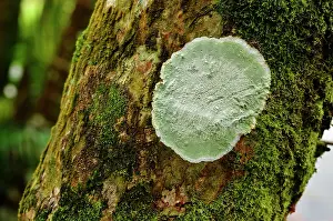 Striata: Lichen Cryptothecia striata, For t de Vatable