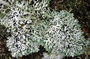 Dartmoor: Lichen - on Dartmoor wall-top