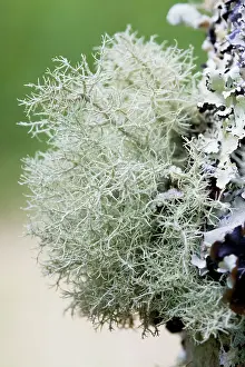 Lichens: Lichen - Growing on apple tree trunk in an orchard