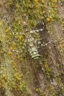 Mantid: Lichen Mantis on bark