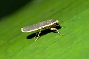 Erebidae: Lichen Moth on leaf - Klungkung, Bali, Indonesia