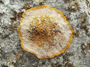 Majorca: Lichen - Peninsula de Formentor