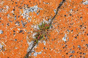 Grows: Lichen on rock - a hardy salt plant grows in a