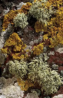 Lichens: LICHEN - Sea Ivory