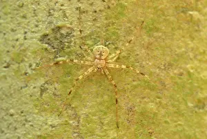 Arachnidae: Lichen Spider