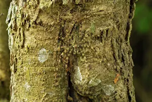 Sparassidae: Lichen Spider - camouflaged on bark