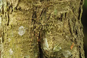 Sparassidae: Lichen Spider - camouflaged on bark
