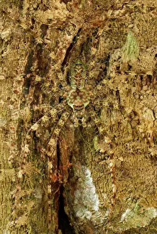 Sparassidae: Lichen Spider - camouflaged on bark