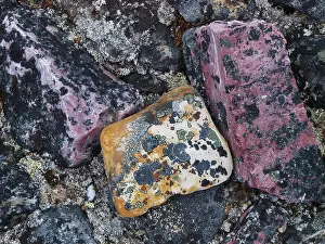 Lichens: lichen on stones