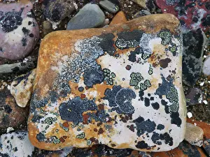 Lichens: lichen on stones