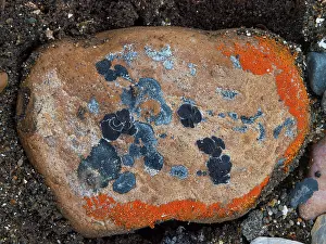 Lichens: Lichen on stones