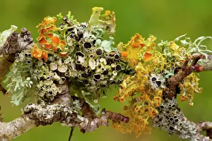 Blackthorns: Lichens on blackthorn growing profusely in unpolluted