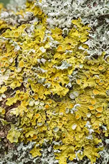 Lichens: Lichens with fruiting Bodies - Norfolk UK