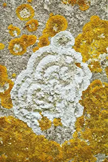 300119: Lichens on Gravestone - Norfolk UK