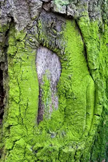 Lichens: Lichens and green algas - on an oak's bark