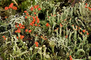 Cladonia: Lichens on heathland - mainly Cladonia diversa