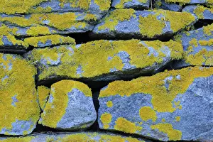 Composite: Lichens on Rock