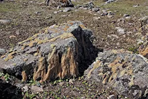 Tableland: Lichens - Tableland of Sanetti