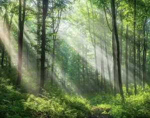 Flooded: Lichtdurchfluteter naturnaher alter Buchenwald