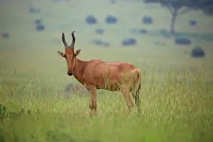 Hartebeest: Lichtenstein's Hartebeest